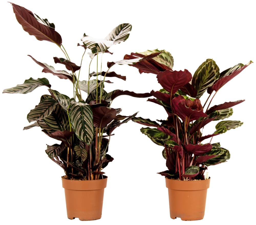 Calathea Mix Ø24cm Pianta verde Calathea Mix Ø24cm Pianta verde 300304700000 N. figura 1