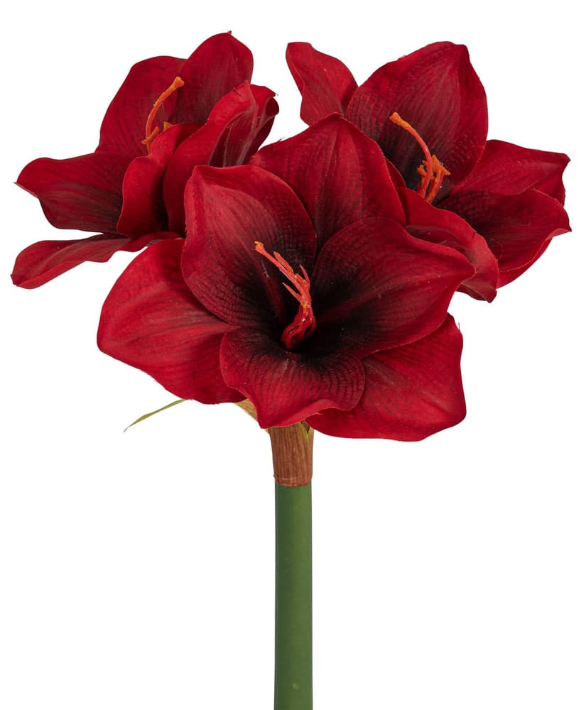 Amaryllis Fleur artificielle 655160600030 Couleur Rouge Dimensions L: 34.0 cm Photo no. 1