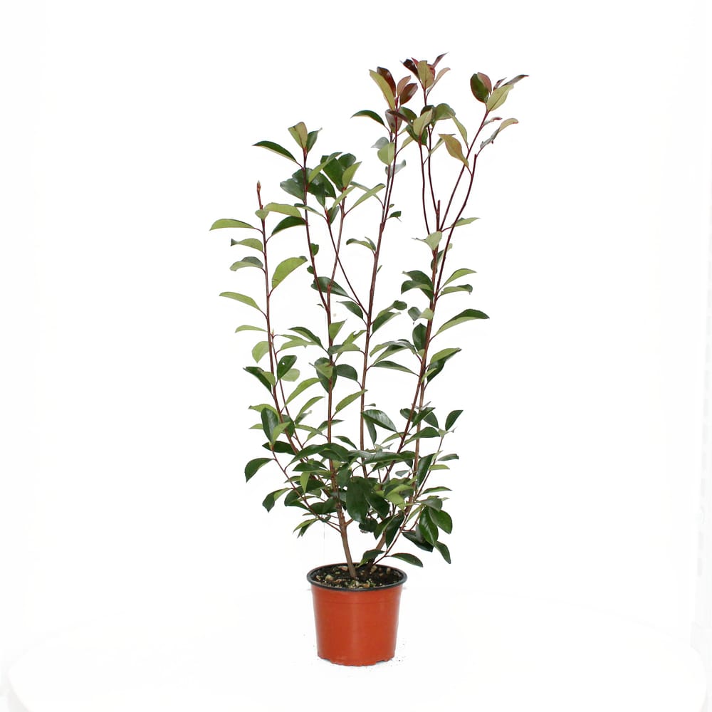 Glanzmispel Photinia x Fraseri 3l Heckenpflanze 650141200000 Bild Nr. 1