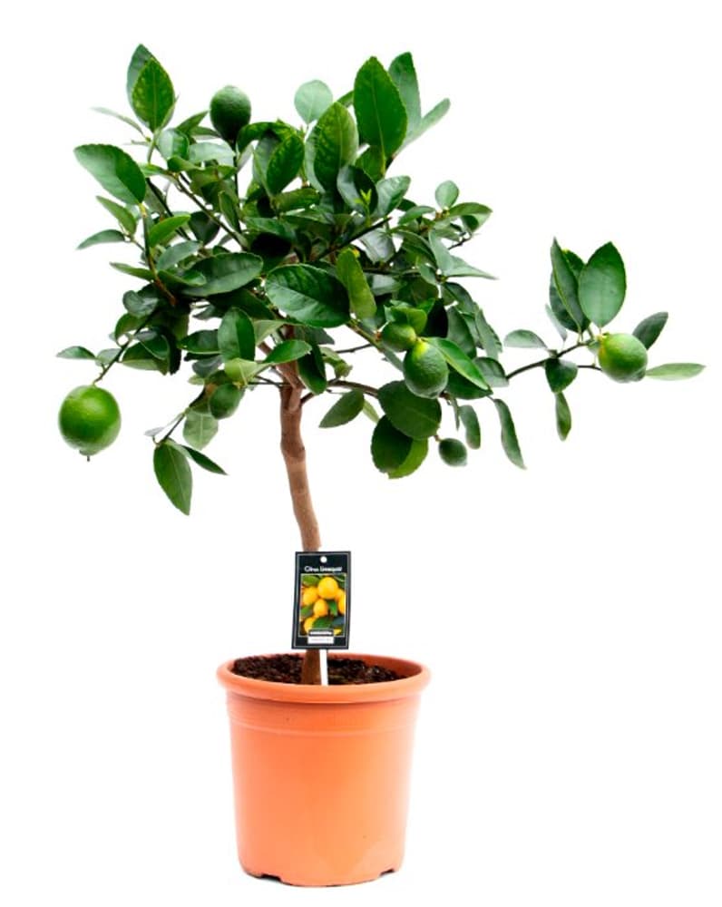 Limette Stämmli Citrus × aurantiifolia Ø18cm Zitruspflanze 304048200000 Bild Nr. 1