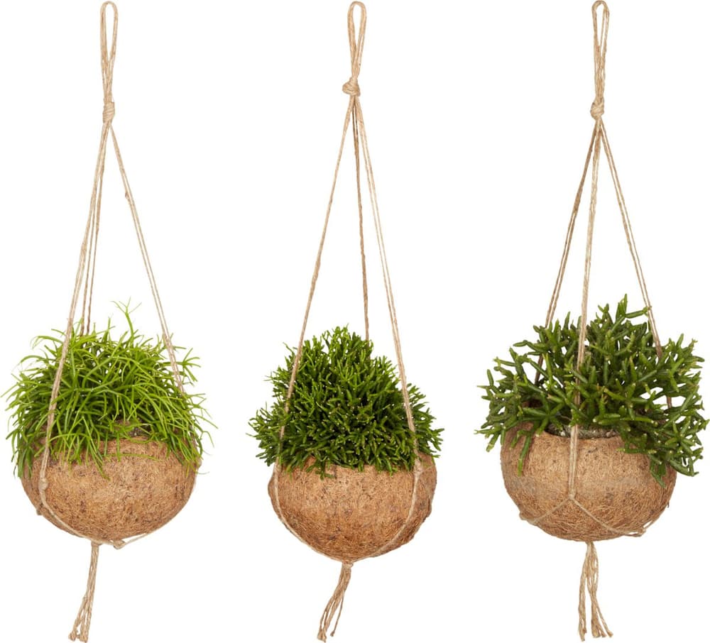 Rhipsalis in coprivaso Ø15cm Pianta verde Rhipsalis in coprivaso Ø15cm Pianta verde 300342700000 N. figura 1