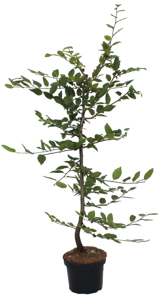 Hainbuche Carpinus betulus 10l Heckenpflanze 650370700000 Bild Nr. 1