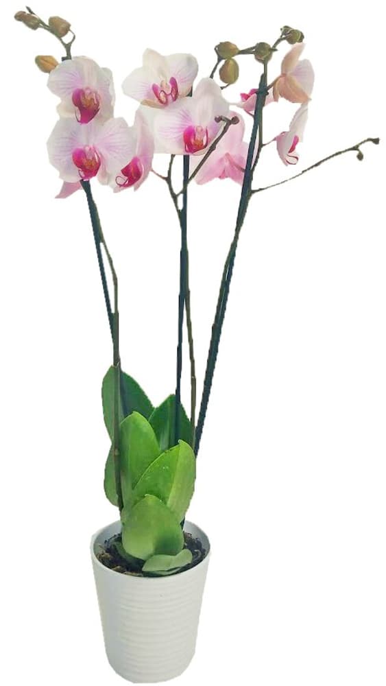 Phalaenopsis Mix in coprivaso Ø12cm Orchidea 300294200000 N. figura 1