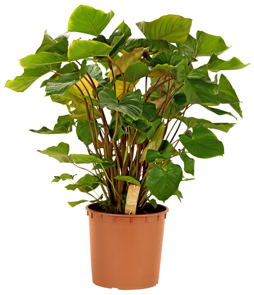 Hamalomena Rubescens Ø34cm Pianta verde Hamalomena Rubescens Ø34cm Pianta verde 300304400000 N. figura 1