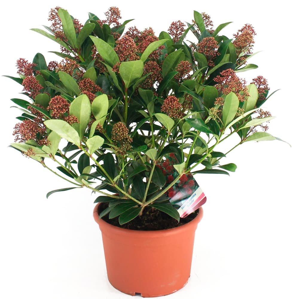 Skimmia japonica Ø17cm Arbusto da fiore 306116300000 N. figura 1