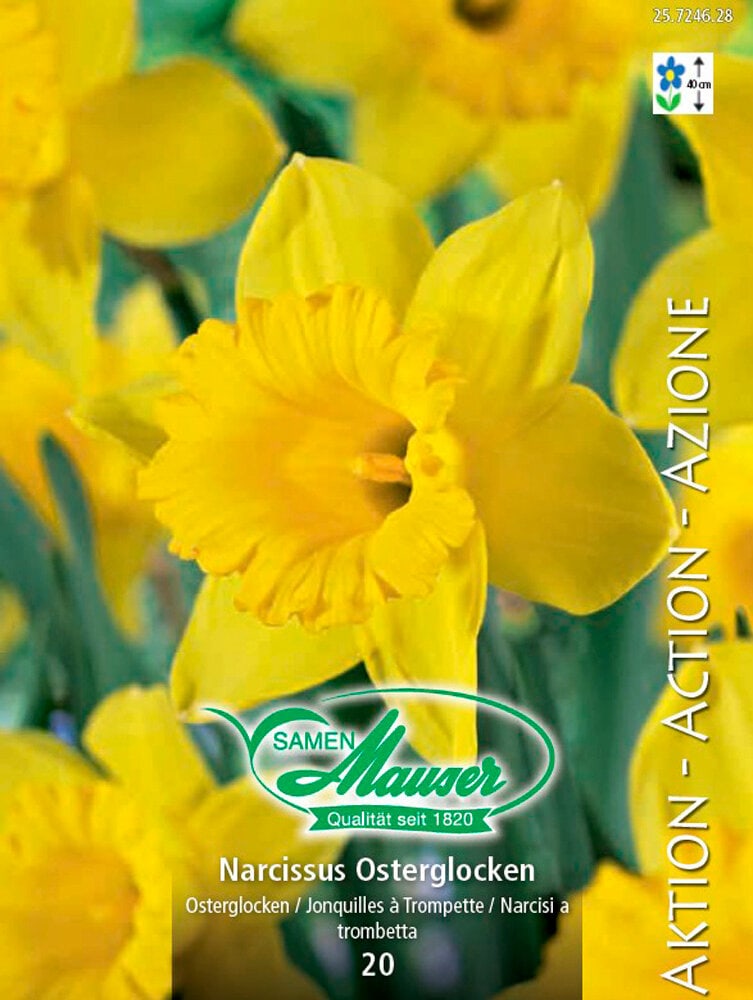 Narcisses Bulbes à fleurs Samen Mauser 650260300000 Photo no. 1