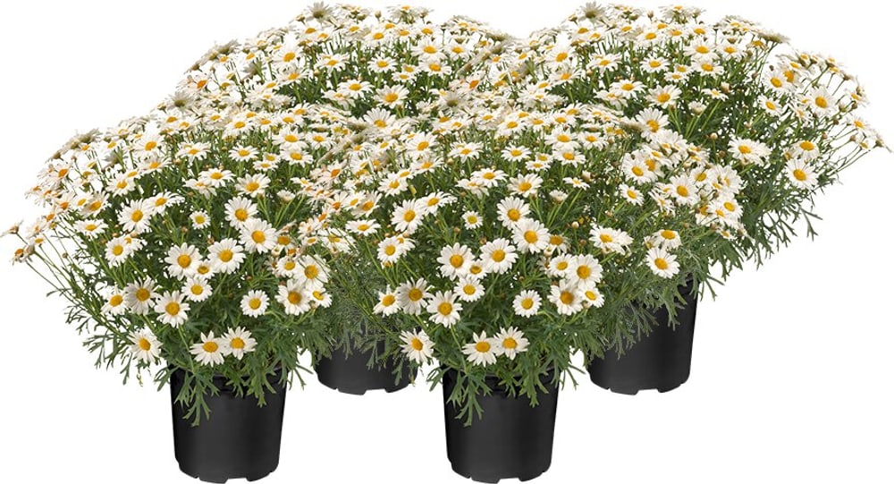 Margeriten Argyranthemum Frutescens (4er Set) Ø18cm Frühlingsblume 650182700000 Bild Nr. 1