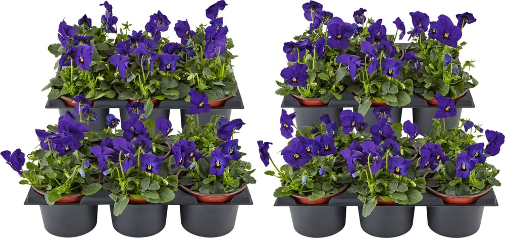 Viola cornuta Blau (set da 24) Ø9cm Fiore primaverile 650391500000 N. figura 1