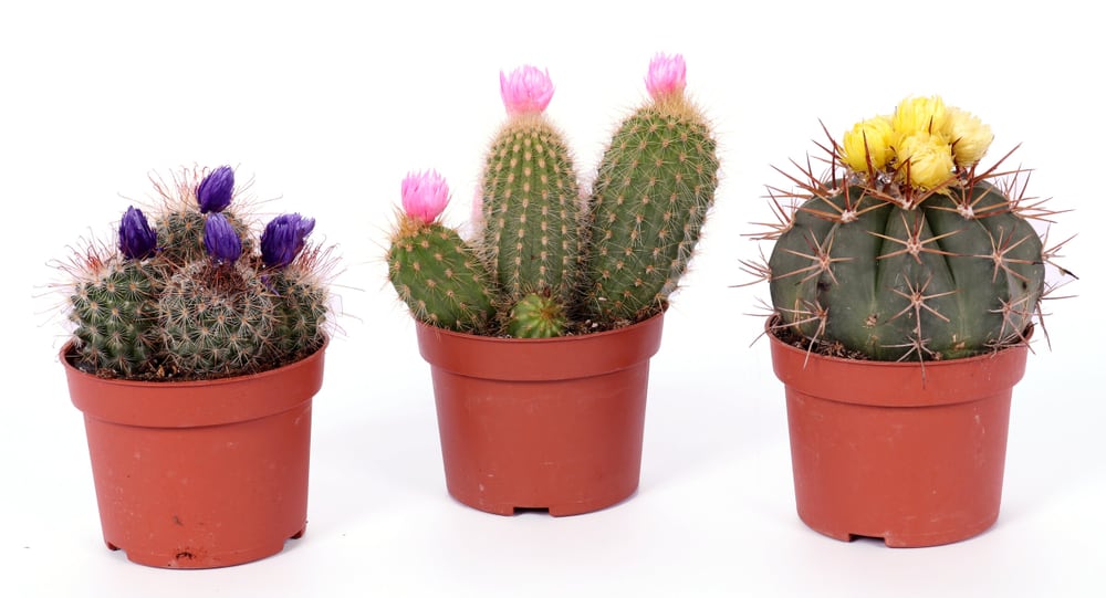 Cactus Ø10,5 Cactus 300378100000 N. figura 1