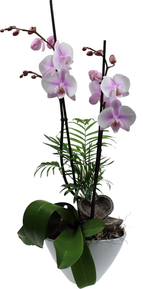 Phalaenopsis Schale Phalaenopsis Cultivars im Übertopf Ø15cm Blühpflanze 300302700000 Bild Nr. 1