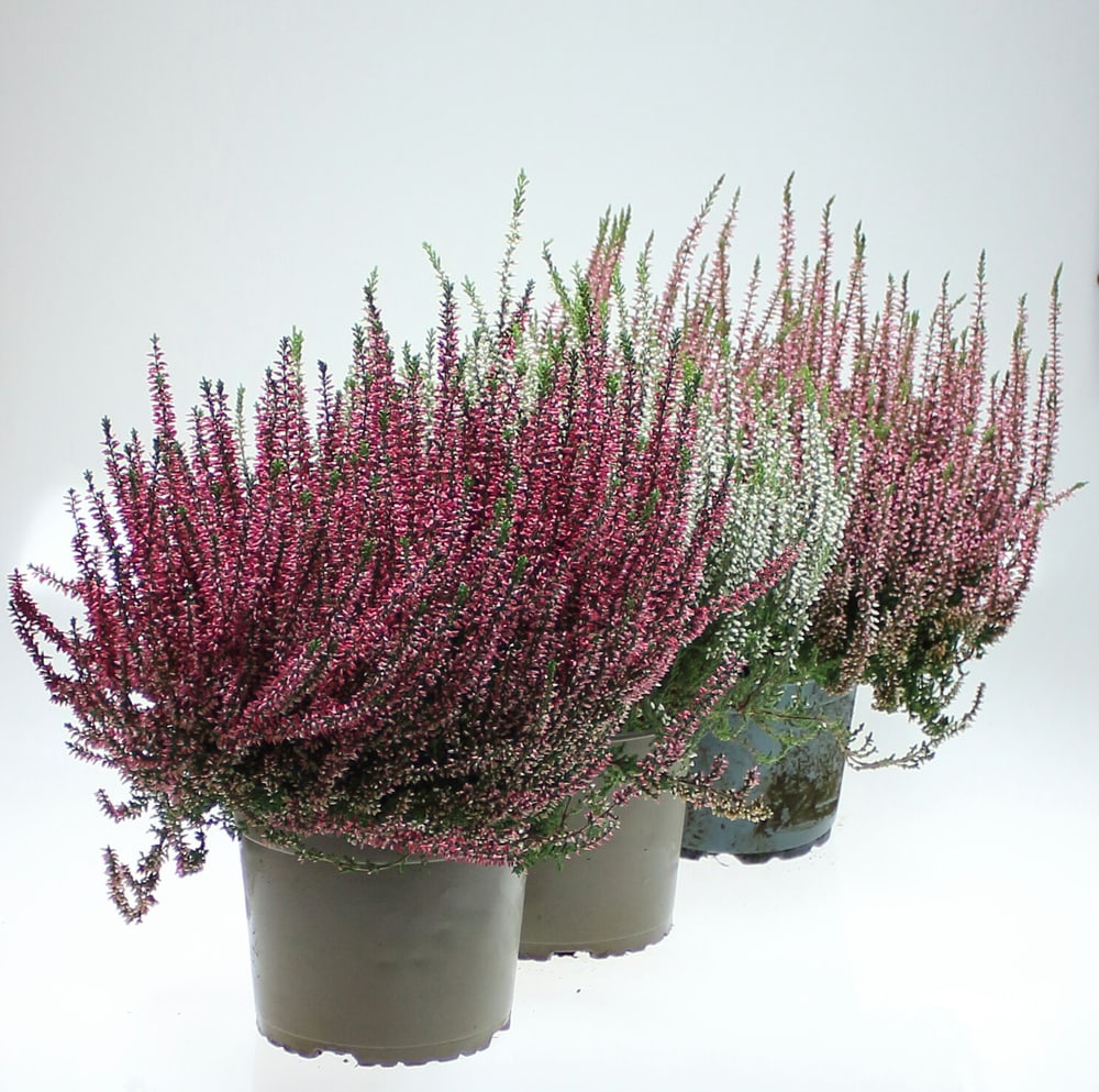 Calluna Ø17cm Blühpflanze 302048700000 Bild Nr. 1