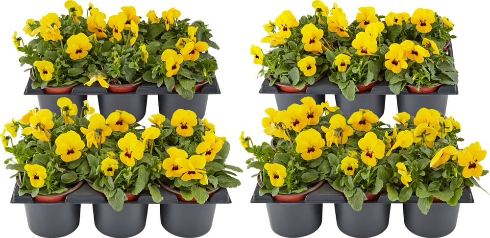 Viola cornuta jaune (lot de 24) Ø9cm Fleur de printemps 650391600000 Photo no. 1