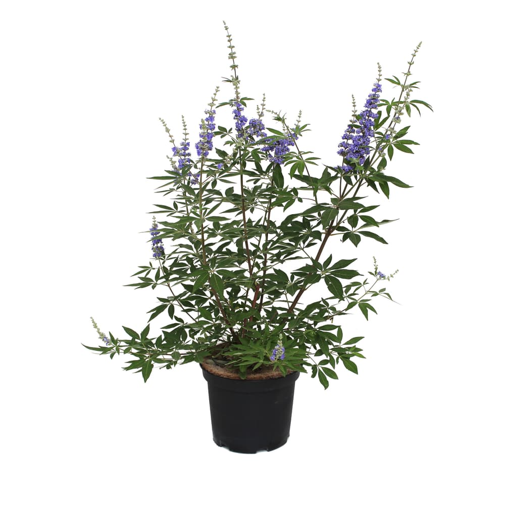 Mönchspfeffer Vitex agnus-castus 5 Liter Laubgehölz 650412600000 Bild Nr. 1