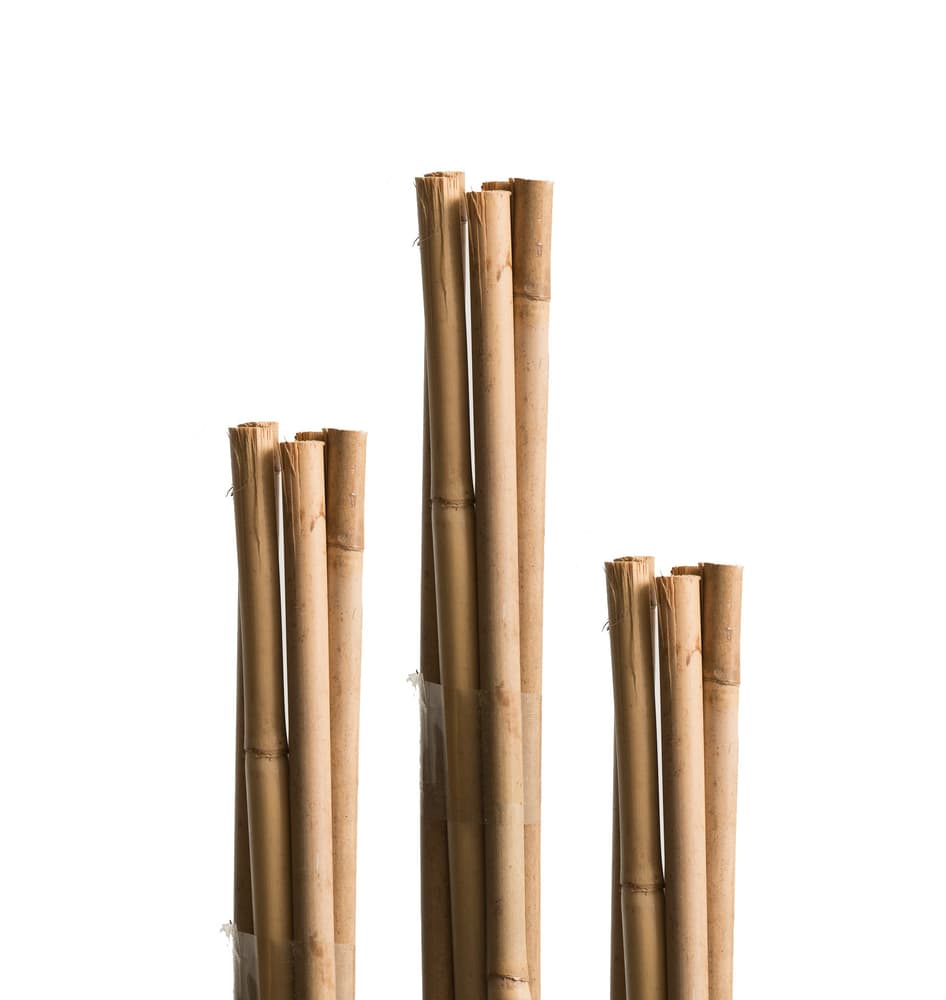 Sostegno di bambù 120 cm Asta per piante Miogarden 631504400000 N. figura 1