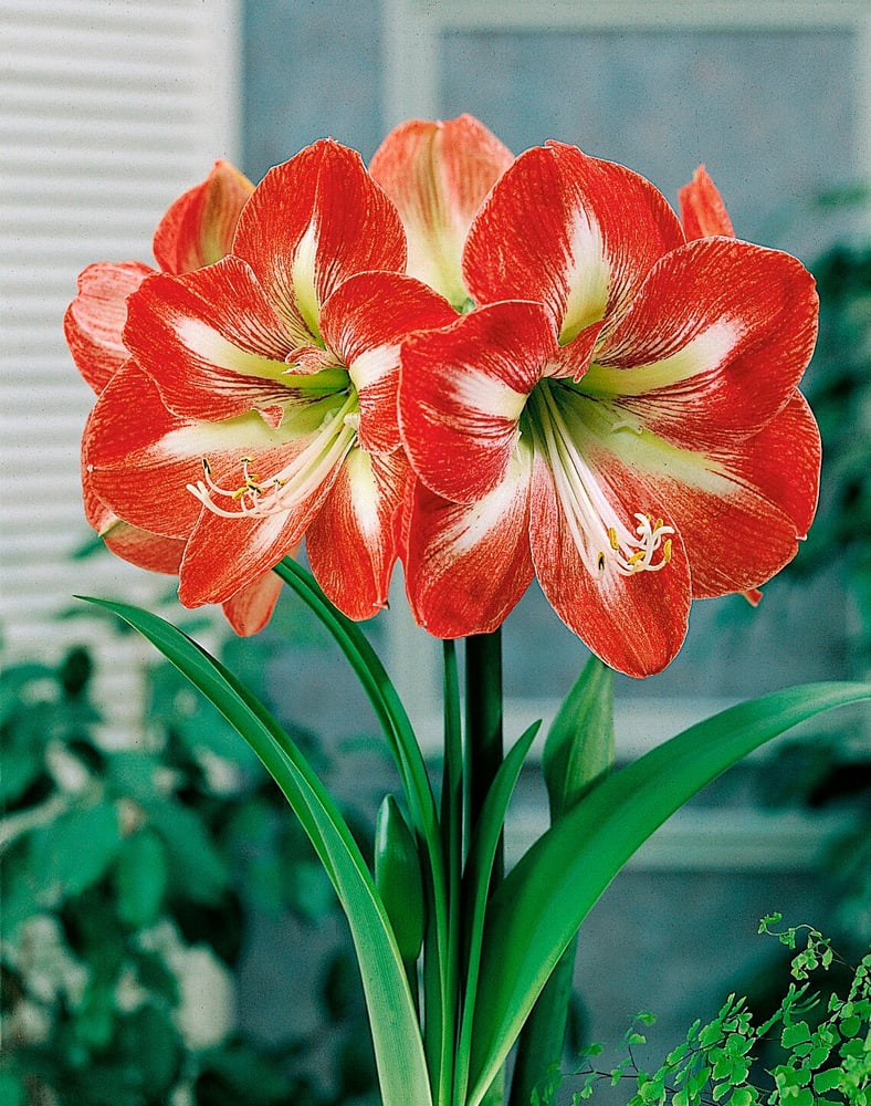 Rouge-blanc Etoile 1 Amaryllis Samen Mauser 650265300000 Photo no. 1