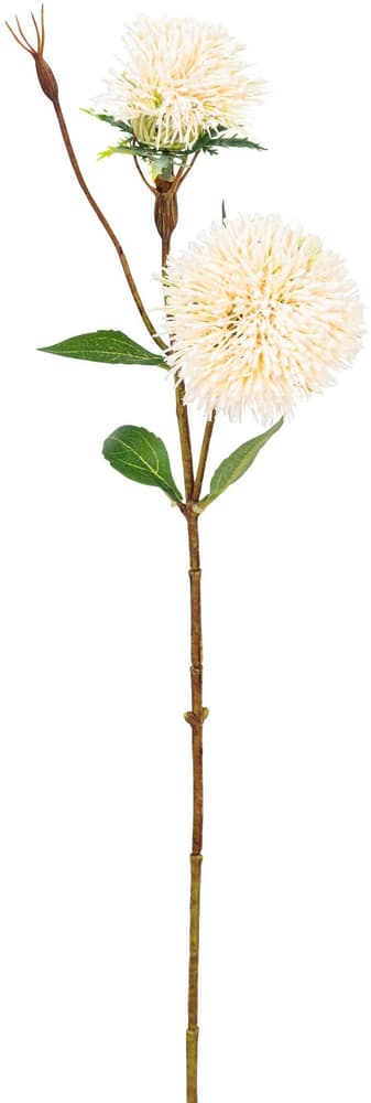 Grevillea Fleur artificielle 658079500000 Dimensions L: 50.0 cm Photo no. 1
