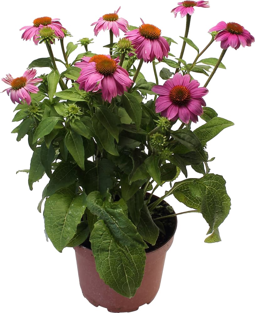 Chapeau de soleil Echinacea purpurea Ø18cm Plante à fleurs 308229800000 Photo no. 1