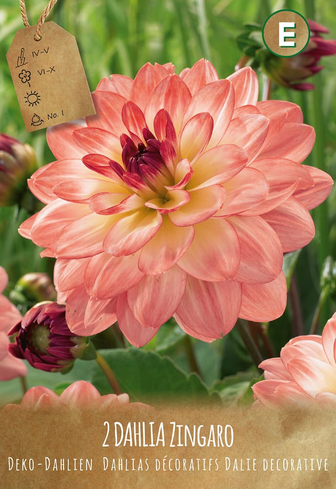 Dalia Zingaro, 3 pezzi Bulbi da fiore Do it + Garden 650200711000 Colore ZINGARO I N. figura 1