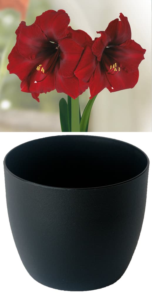 Gloria Royal Velvet en cachepot noir Amaryllis Samen Mauser 650263900000 Photo no. 1