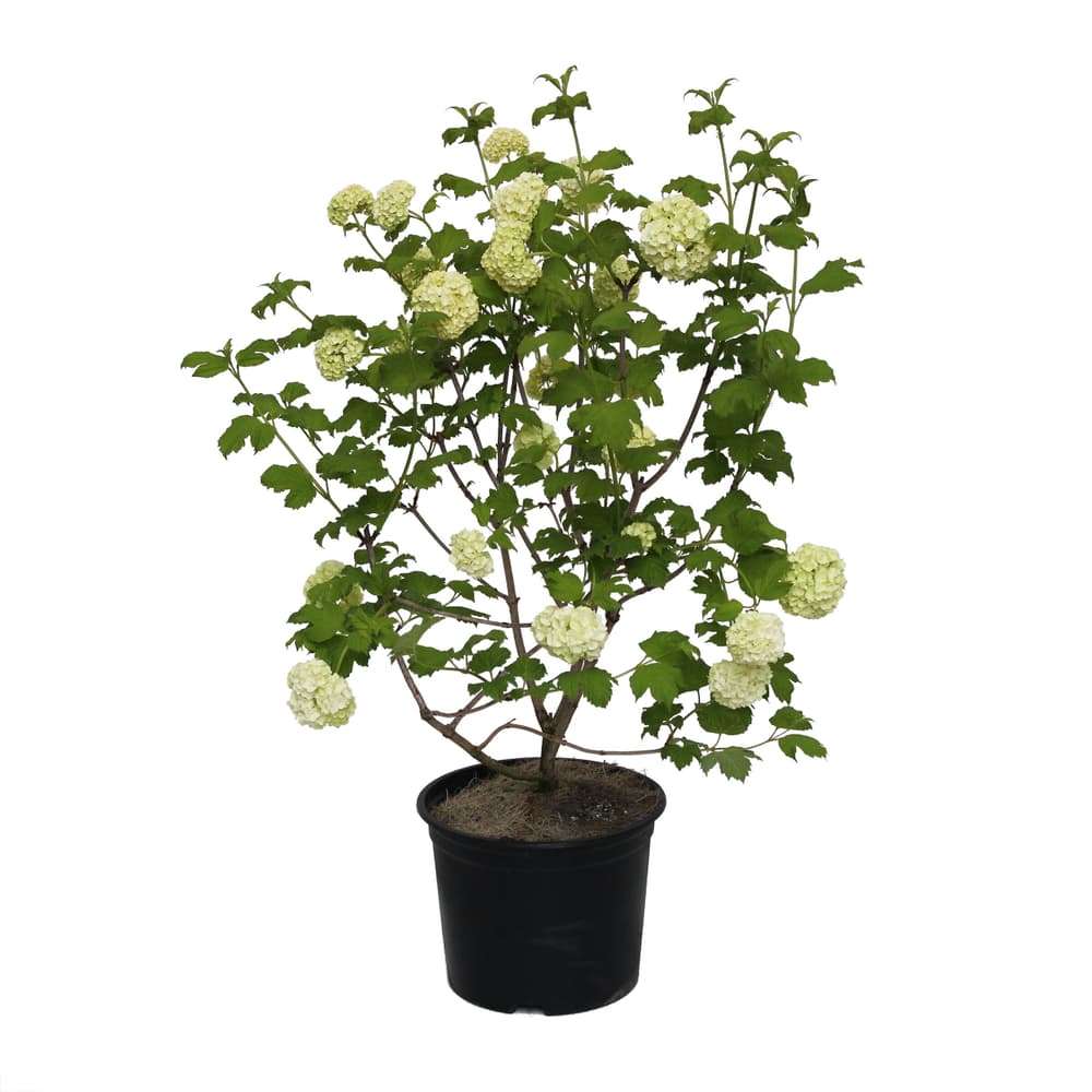 Palla di neve Viburnum roseum 22cm Arbusto ornamentale 650343100000 N. figura 1