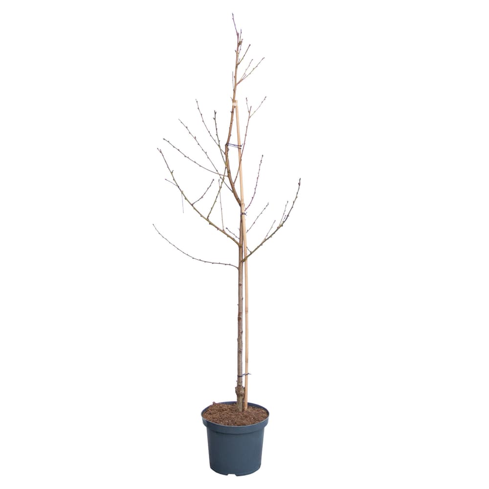 Nettarina Nectared Prunus 10l Albero da frutto 650605800000 N. figura 1