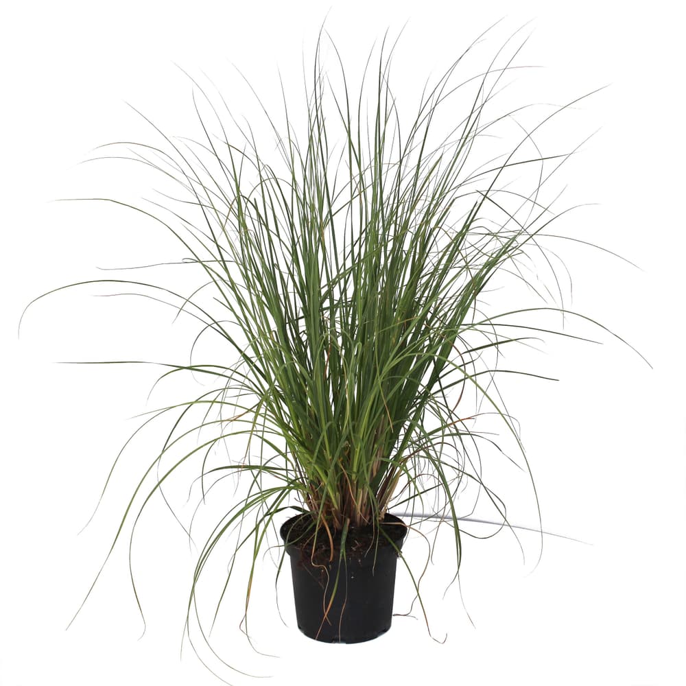 Erba della Pampas Cortaderia Mix 28cm Erba ornamentale 308235200000 N. figura 1