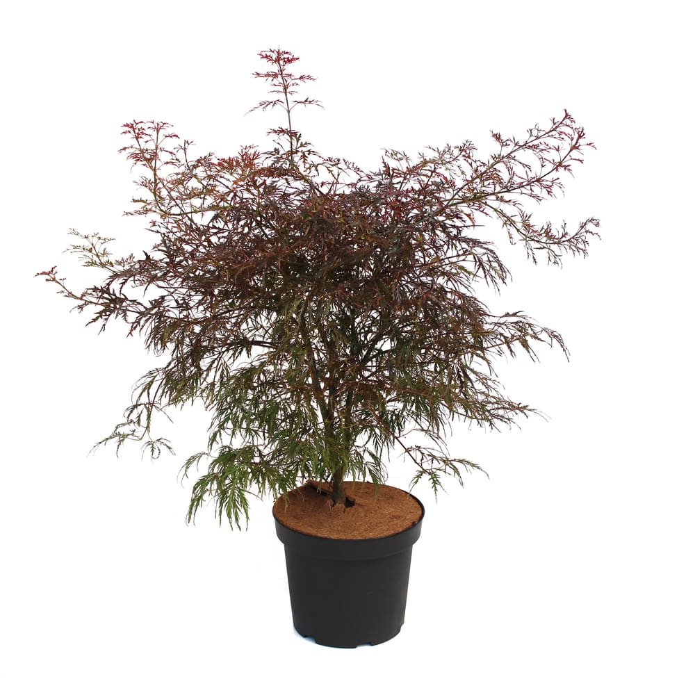 Japanischer Ahorn Acer Garnet Ø21cm Ziergehölz - kaufen bei Do it + Garden