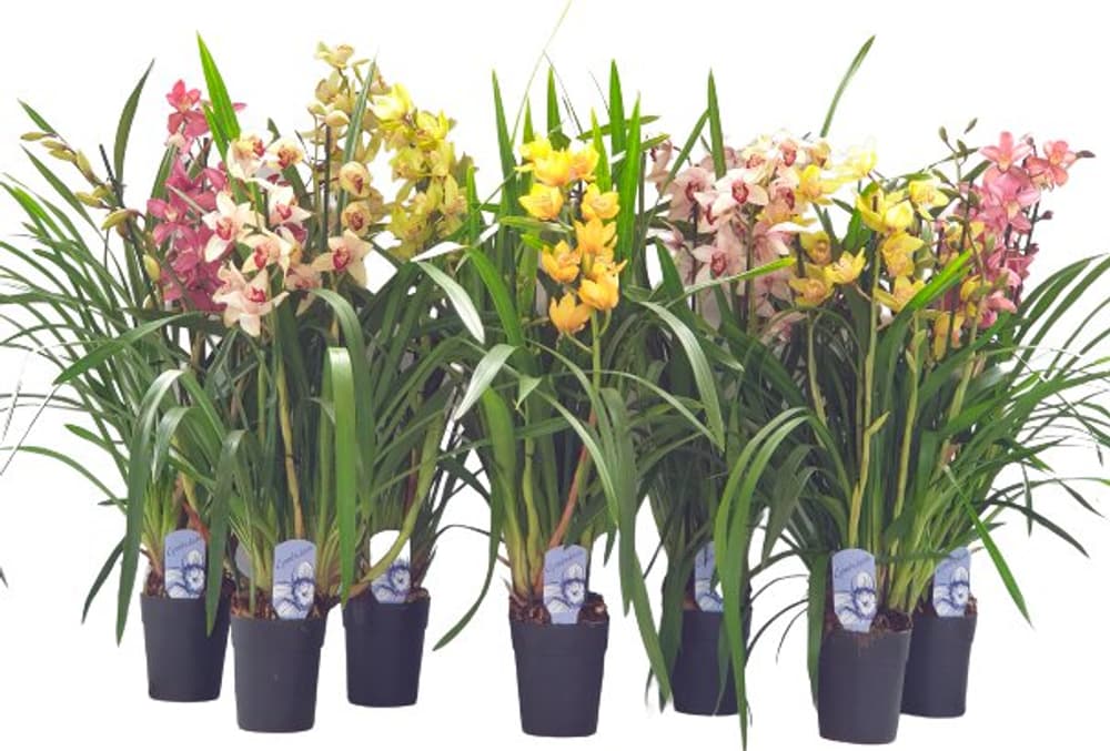 Cymbidium Mix Ø14cm Blühpflanze Cymbidium Mix Ø14cm Blühpflanze 300409800000 Bild Nr. 1