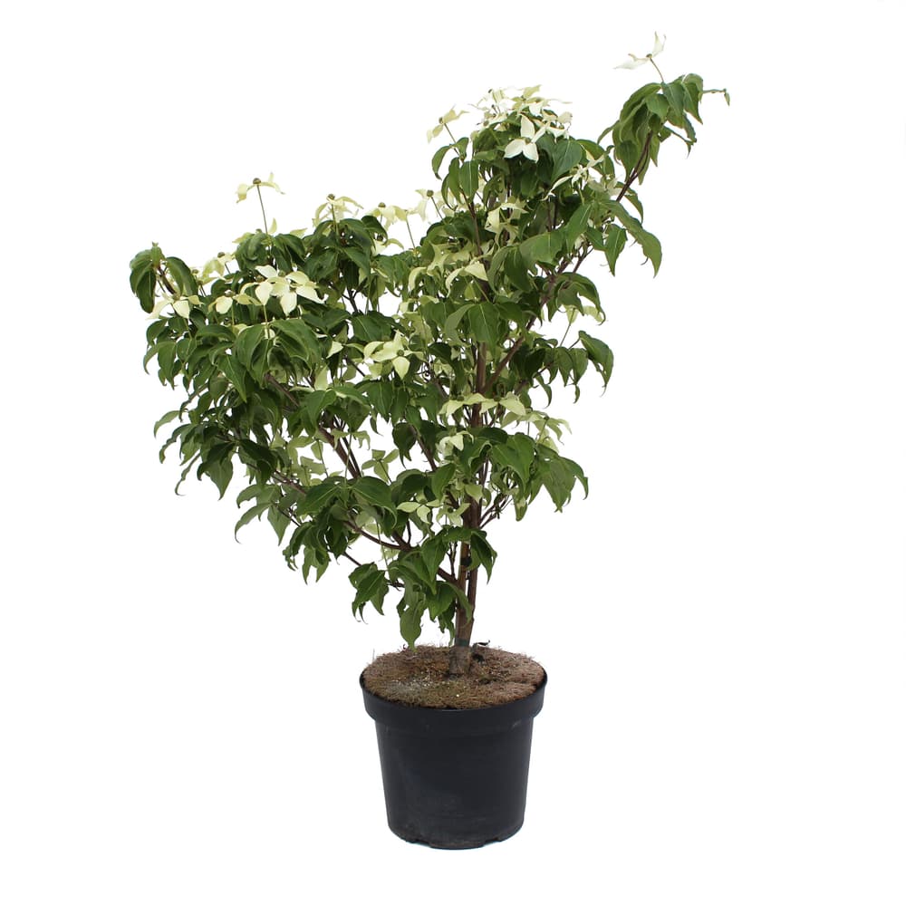 Cornus kousa 7.5l Arbusto ornamentale 650141900000 N. figura 1