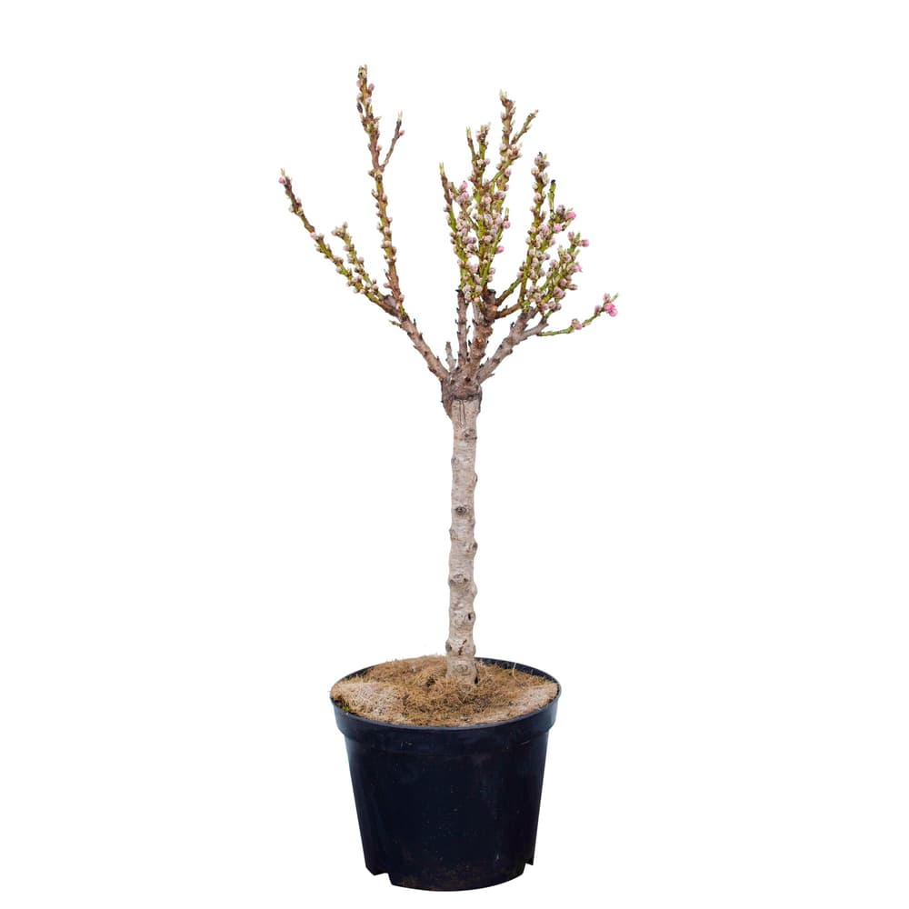 Mini pesca Amber Pix Zee Prunus 7.5l Albero da frutto 650604700000 N. figura 1