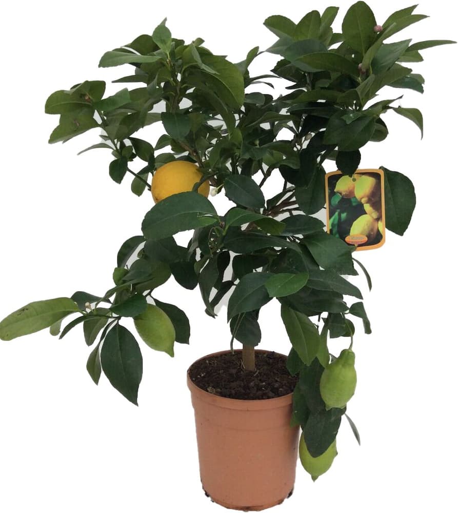 Zitrone Stamm Citrus Limon Ø20cm Zitruspflanze 650350700000 Bild Nr. 1