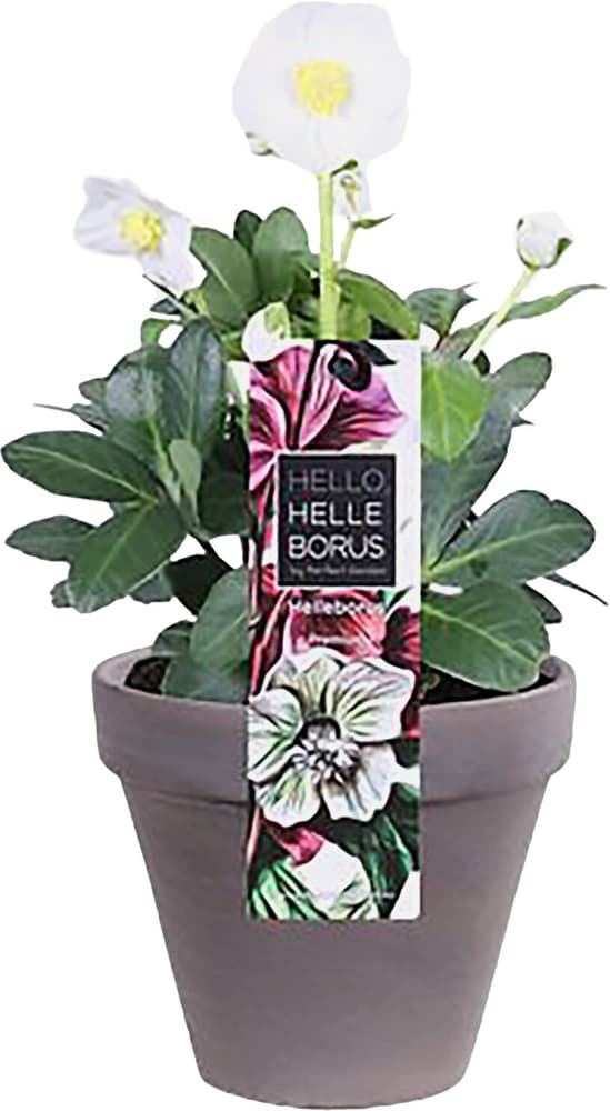 Helleborus Christmas Carol Ø12cm Pianta da fiore 308313200000 N. figura 1