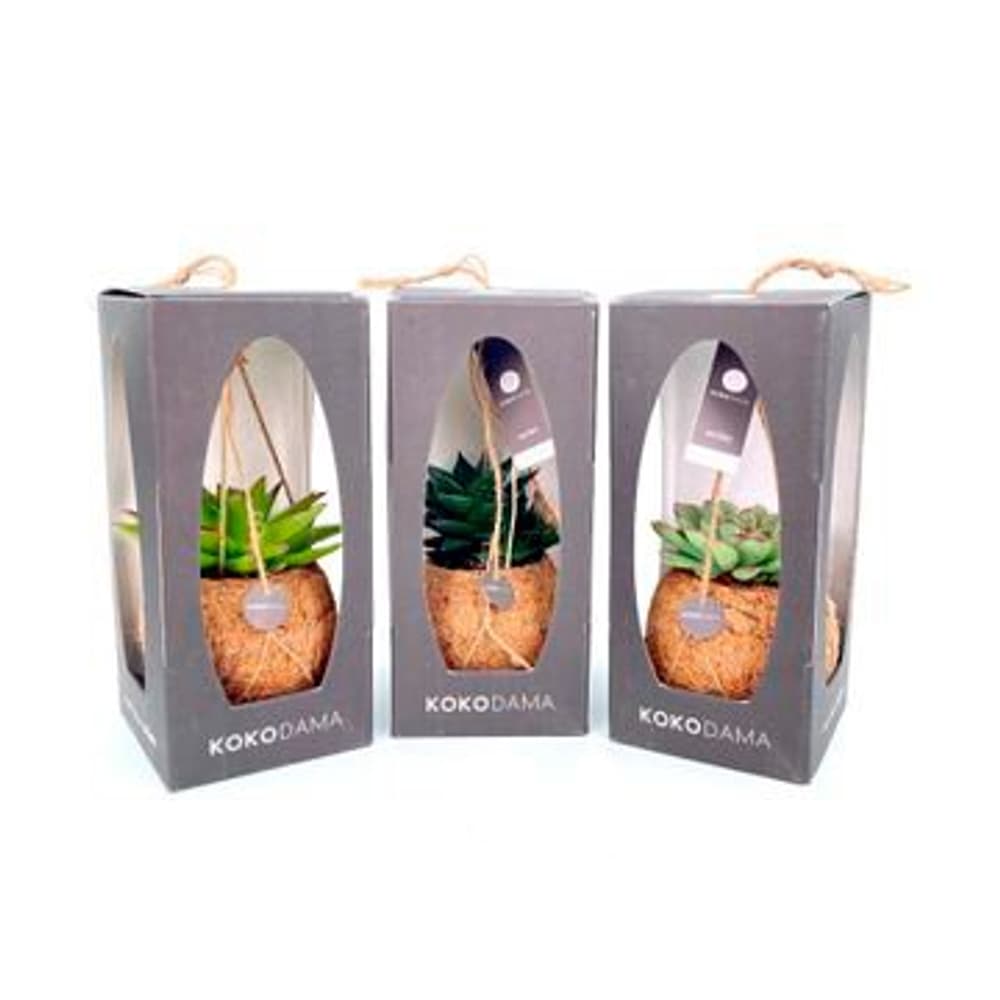 Kokodama Succulente Sukkulent (set da 6) Ø12cm Pianta succulente 650619500000 N. figura 1