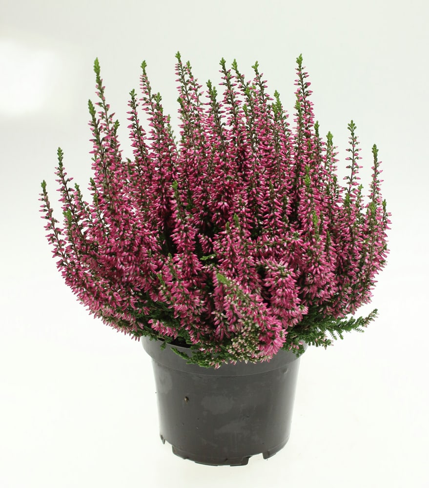 Calluna vulgaris Ø13cm Pianta da fiore 302085803100 N. figura 1