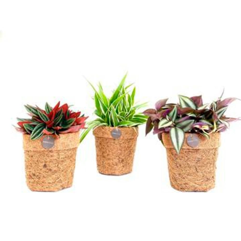 Kokodama Eden Mix Ø13cm Pianta verde Kokodama Eden Mix Ø13cm Pianta verde 300340800000 N. figura 1