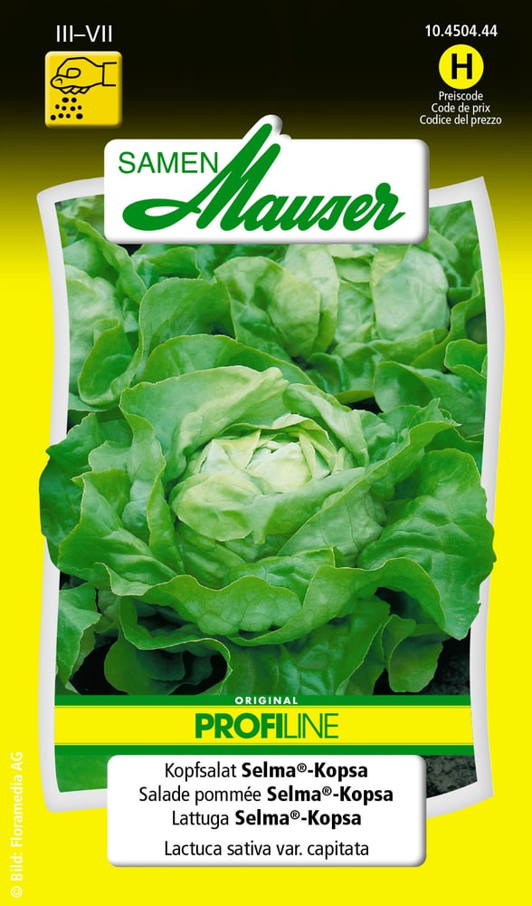 Kopfsalat Selma®-Kopsa Gemüsesamen Samen Mauser 650111504000 Inhalt 0.5 g (ca. 1000 Pflanzen oder 5 - 7 m² ) Bild Nr. 1