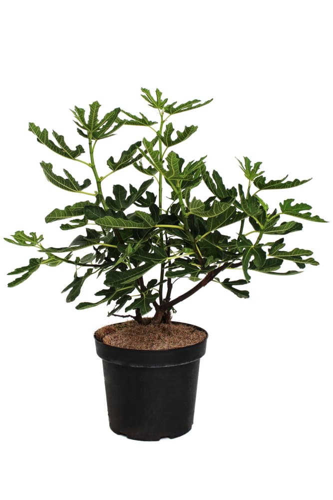 Ficus carica 7l Albero da frutto 650188900000 N. figura 1