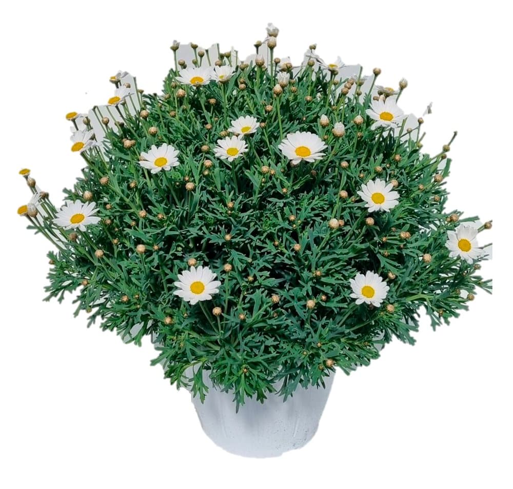 Margherita Argyranthemum Ø30cm Pianta da fiore 304056600000 N. figura 1