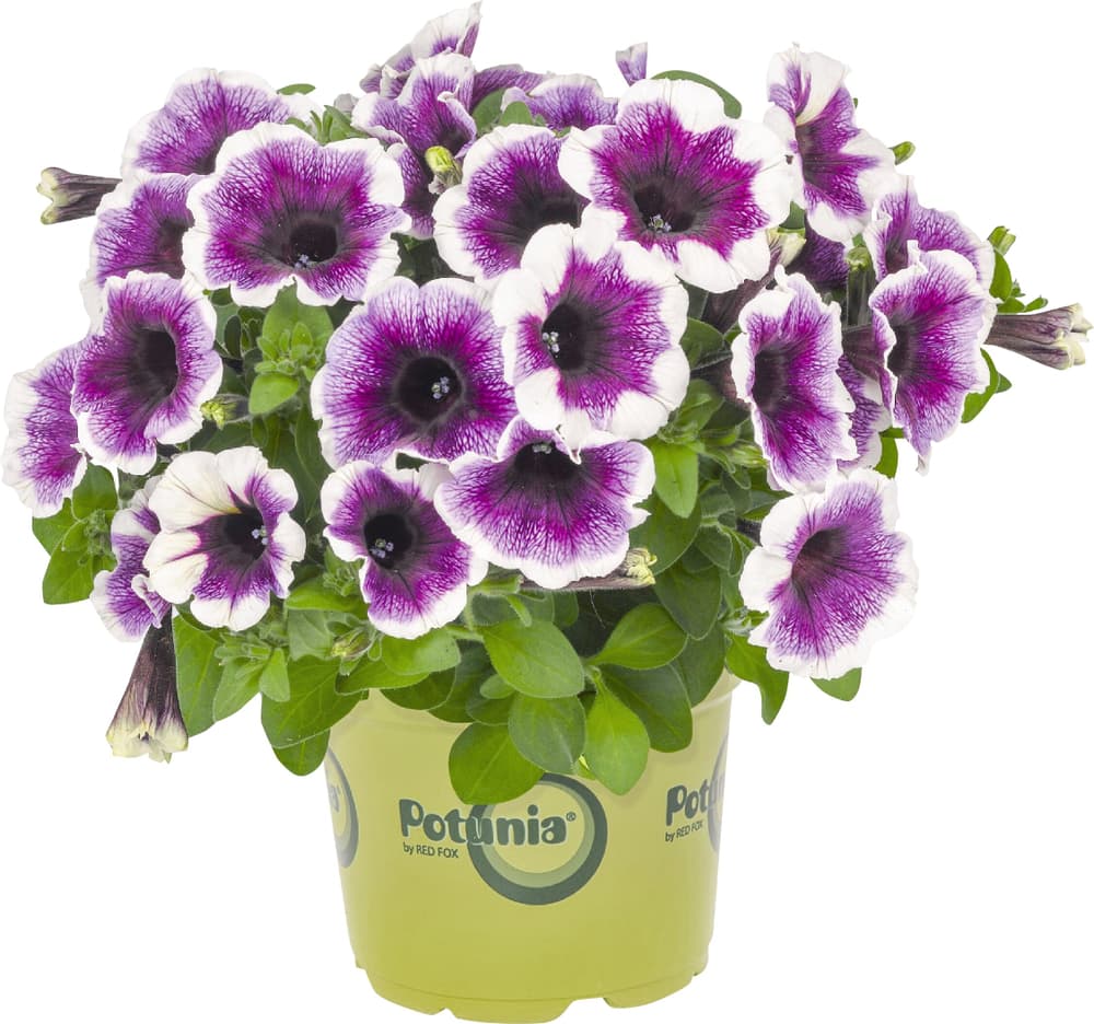 Petunie Petunia Hybriden Ø12cm Blühpflanze 302095400000 Bild Nr. 1