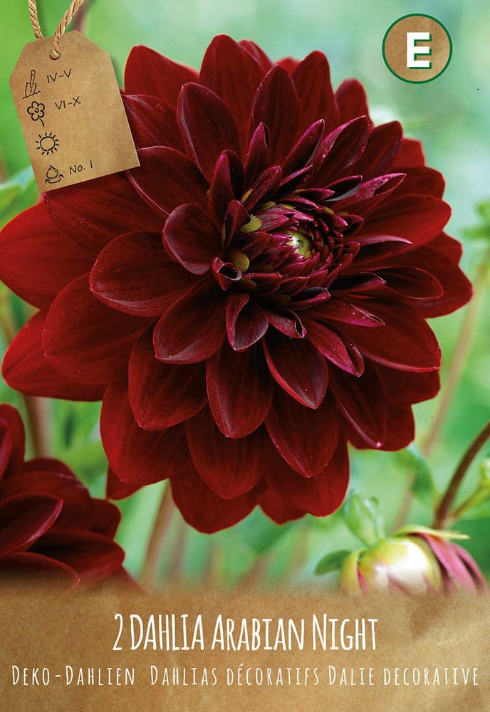 Dahlia Arabian Night, 3 bulbes à fleurs Bulbes à fleurs Do it + Garden 650200714000 Couleur ARABIAN NIGHT I Photo no. 1