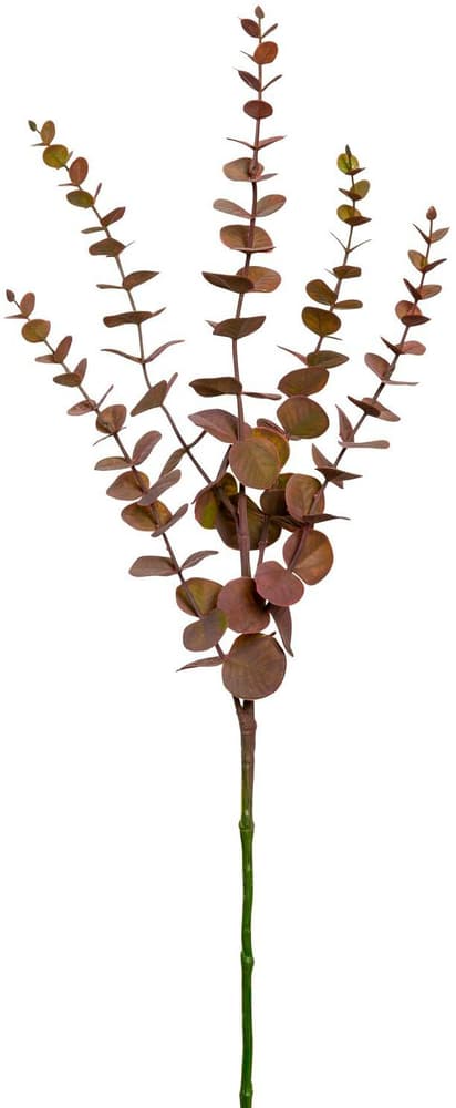 Branche d'eucalyptus Panneau décoratif Do it + Garden 656868800000 Couleur Vert Dimensions L: 73.0 cm Photo no. 1