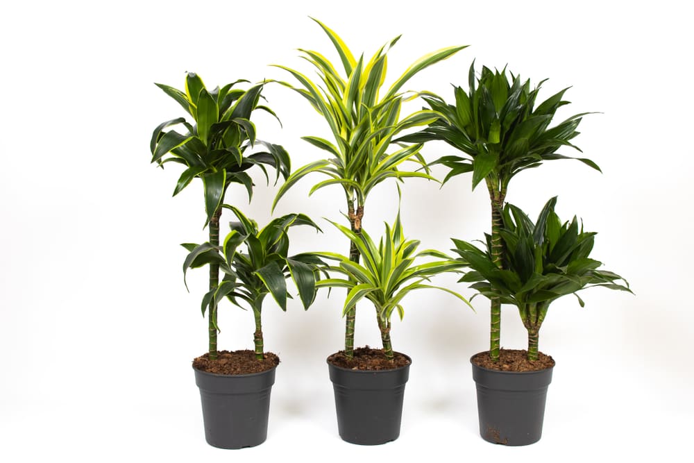 Dracaena Mix Ø19cm Pianta verde 300326800000 N. figura 1
