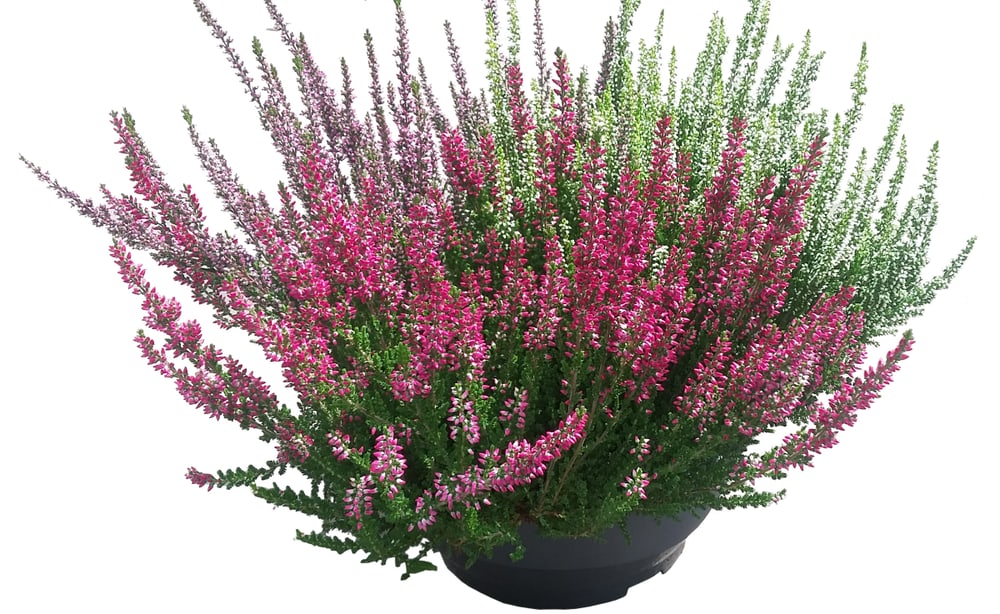 Calluna Trio 302086000000 Bild Nr. 1