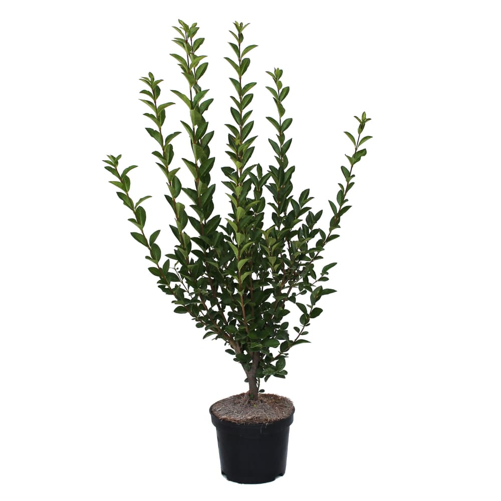 Troène Ligustrum ovalifolium 5l Plante pour haies 650370200000 Photo no. 1