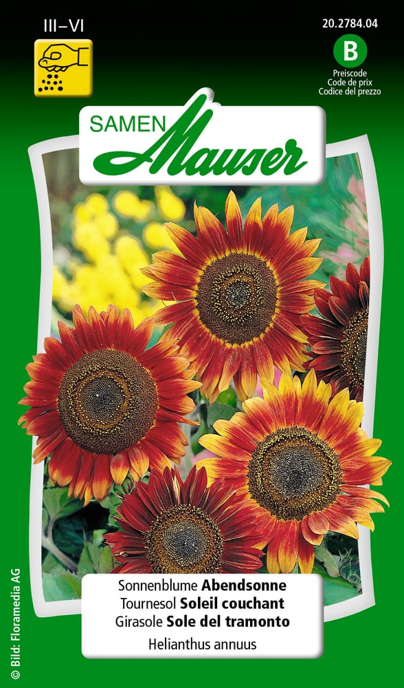 Girasole Sole del tramonto Sementi di fiori Samen Mauser 650104101000 Contenuto 2.5 g (ca. 40 - 60 piante o 6 m²) N. figura 1