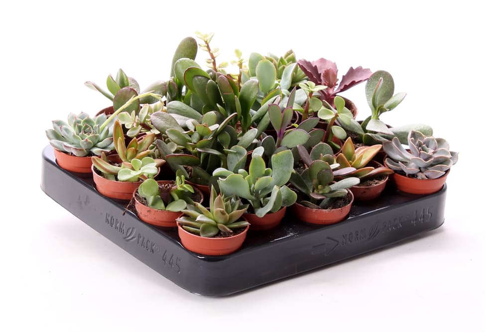 Mix von Arten Ø5,5 Pianta succulente 300376500000 N. figura 1