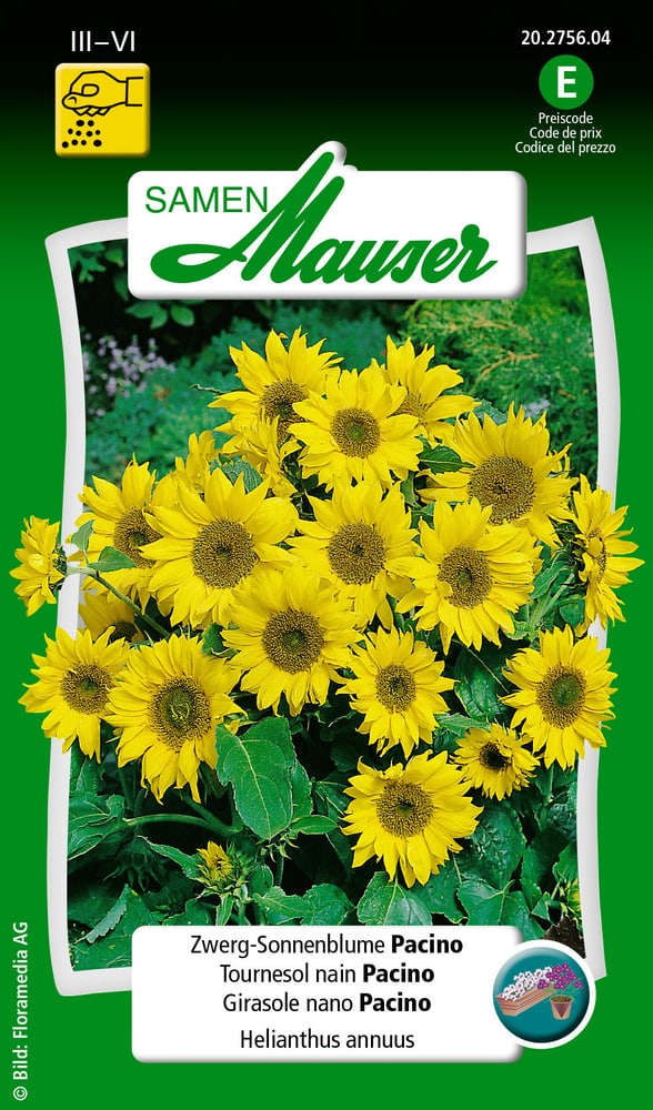 Zwerg-Sonnenblume Pacino Blumensamen Samen Mauser 650104102000 Inhalt 50 Korn (ca. 30 Pflanzen oder 1.5 - 2 m²) Bild Nr. 1