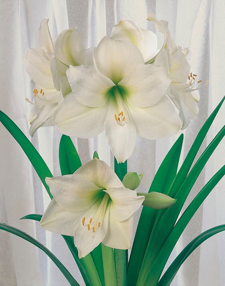 Weiss 1 Amaryllis Samen Mauser 650265500000 Bild Nr. 1