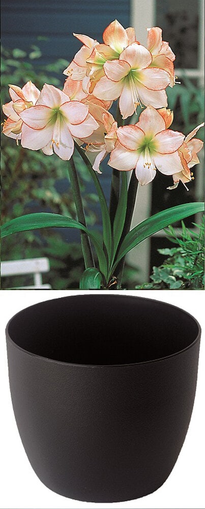 Gloria weiss mit rotem Rand im Cachepot schwarz Amaryllis Samen Mauser 650264300000 Bild Nr. 1