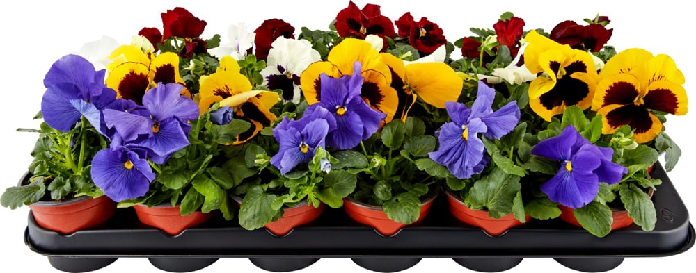 Viola wittrockiana Mix (lot de 24) Ø9cm Fleur de printemps 650391900000 Photo no. 1